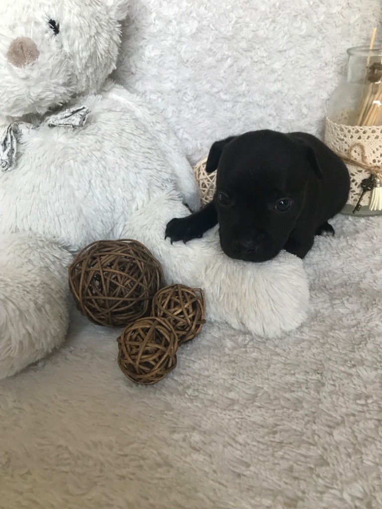 Du Domaine De L'Ailloux - Chiot disponible  - Staffordshire Bull Terrier