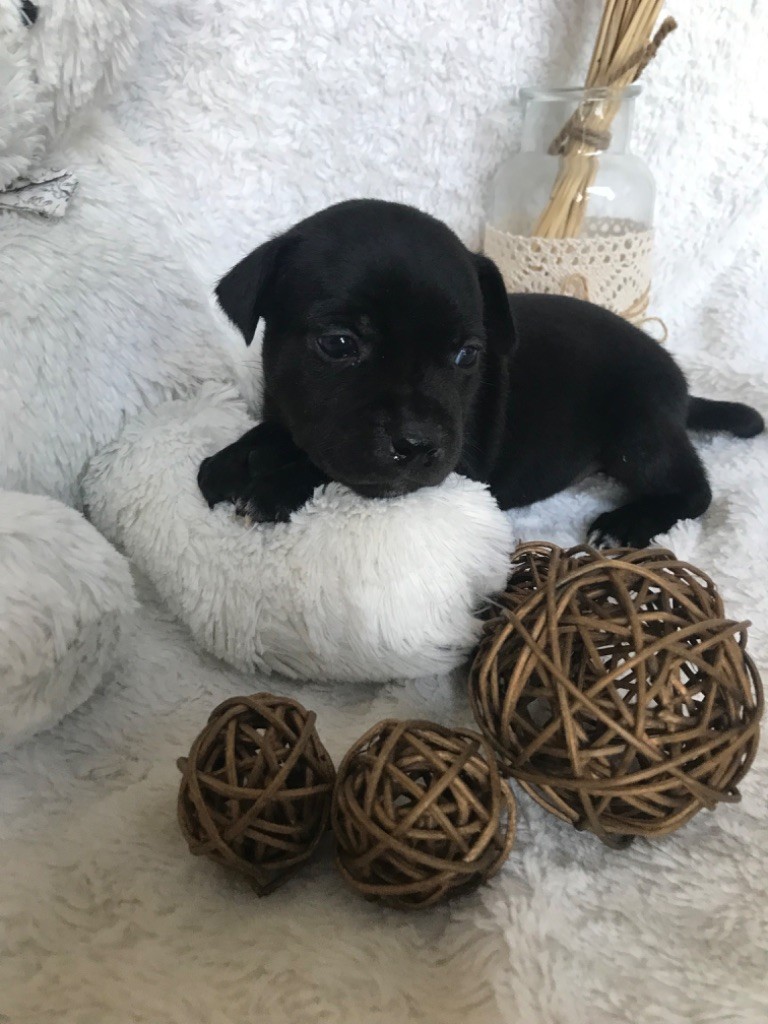 Du Domaine De L'Ailloux - Chiot disponible  - Staffordshire Bull Terrier